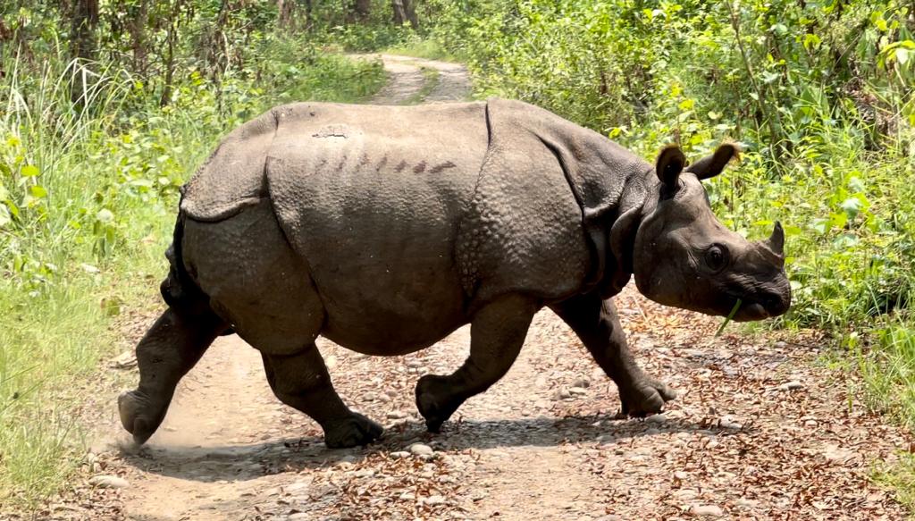 Kathmandu – Pokhara – Bandipur – Chitwan Tour (8 Nights 9 Days)