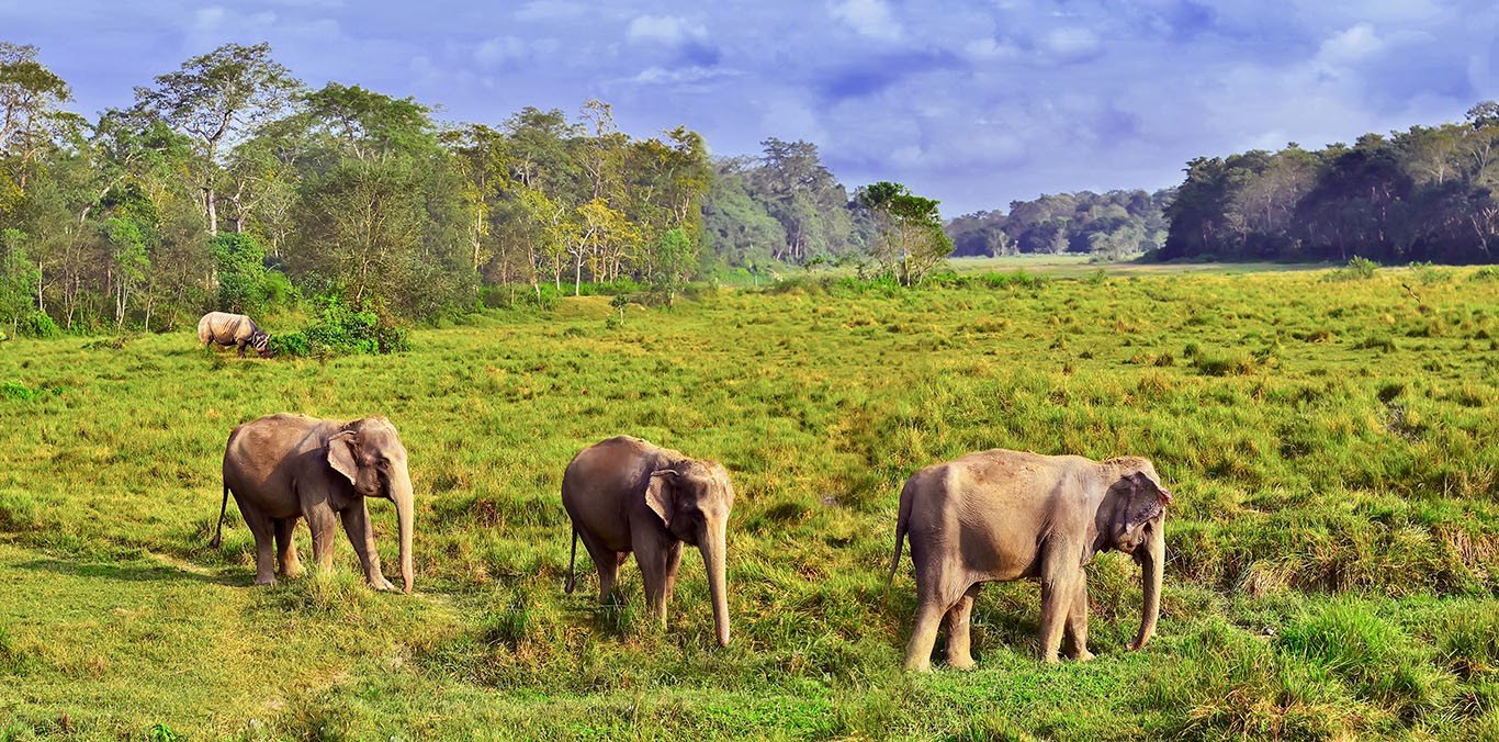 Wildlife Experience at Bardiya National Park
